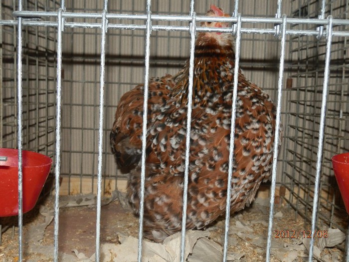 PC082694 - EXPOZITIE LEIPZIG 2012