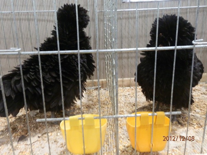 PC082648 - EXPOZITIE LEIPZIG 2012