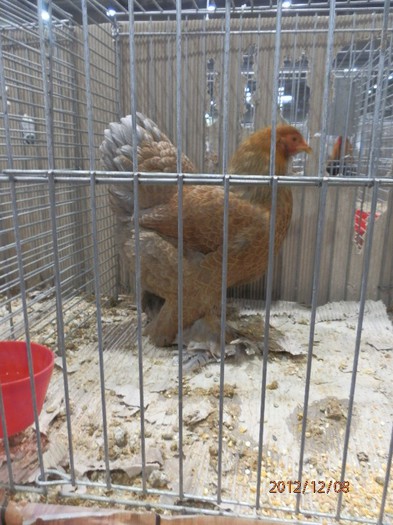 PC082663 - EXPOZITIE LEIPZIG 2012