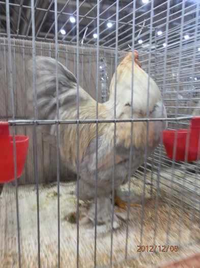 PC082665 - EXPOZITIE LEIPZIG 2012