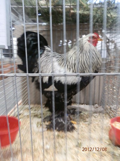 PC082667 - EXPOZITIE LEIPZIG 2012