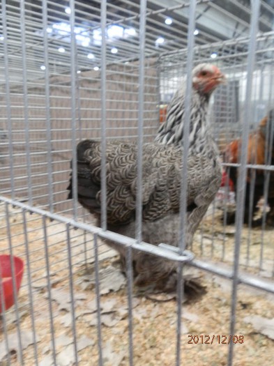 PC082668 - EXPOZITIE LEIPZIG 2012