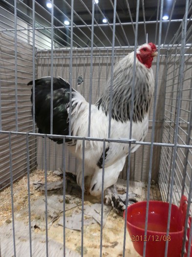 PC082670 - EXPOZITIE LEIPZIG 2012