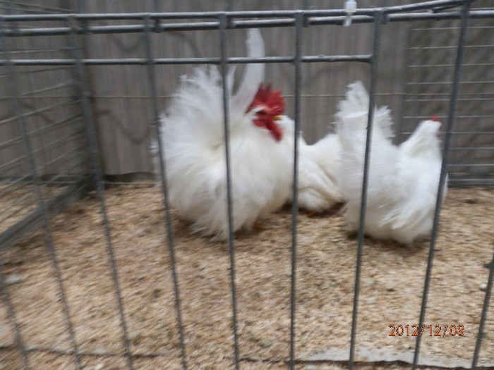 PC082677 - EXPOZITIE LEIPZIG 2012