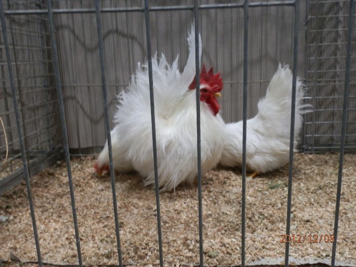 PC082678 - EXPOZITIE LEIPZIG 2012