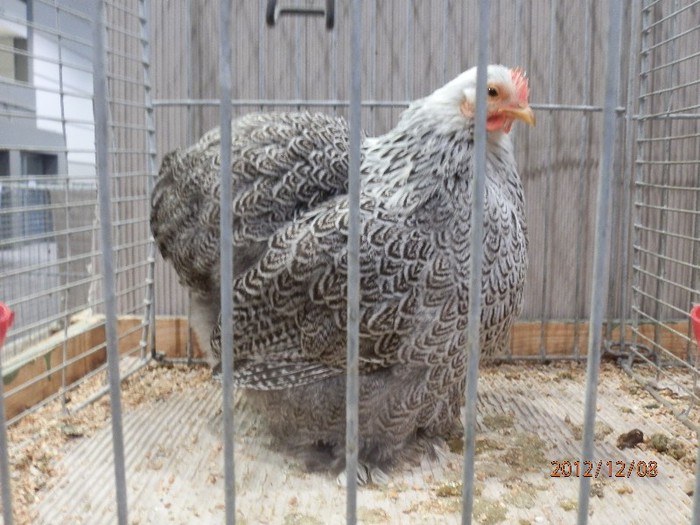 PC082679 - EXPOZITIE LEIPZIG 2012