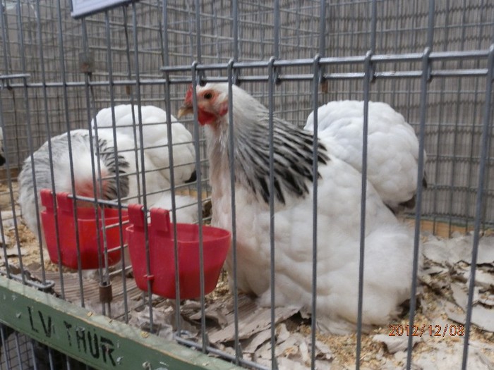 PC082682 - EXPOZITIE LEIPZIG 2012