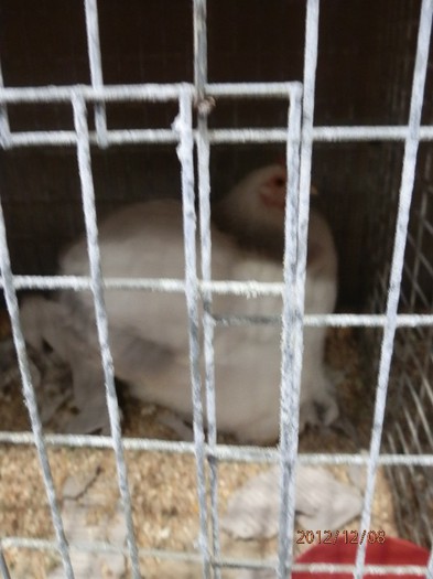 PC082683 - EXPOZITIE LEIPZIG 2012