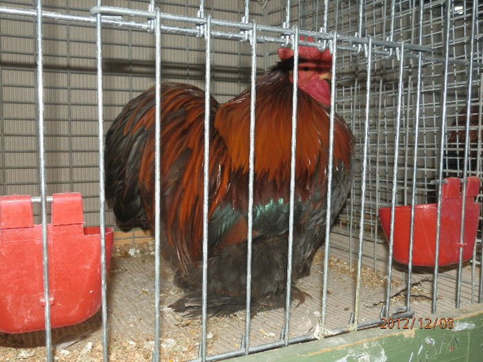 PC082685 - EXPOZITIE LEIPZIG 2012