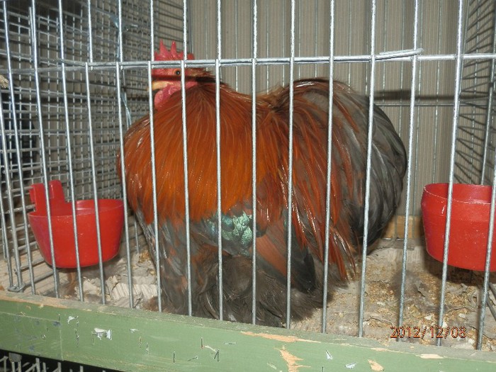 PC082687 - EXPOZITIE LEIPZIG 2012