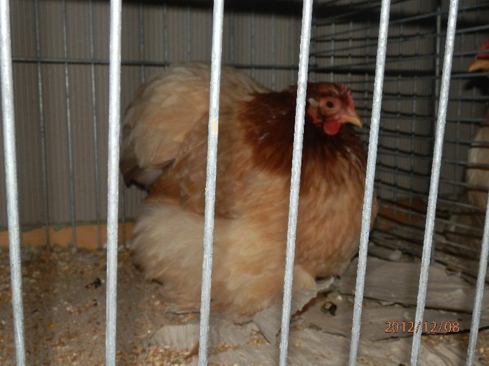 PC082688 - EXPOZITIE LEIPZIG 2012