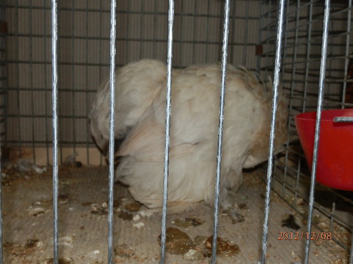 PC082692 - EXPOZITIE LEIPZIG 2012