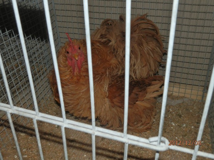 PC082695 - EXPOZITIE LEIPZIG 2012