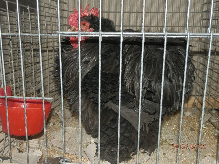 PC082698 - EXPOZITIE LEIPZIG 2012