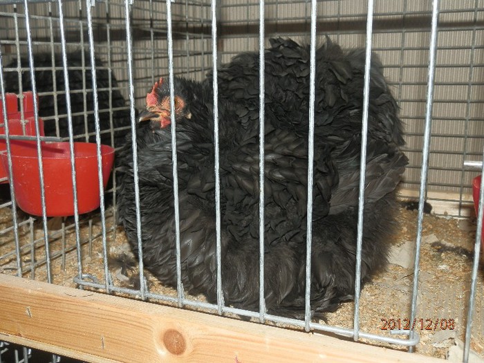 PC082699 - EXPOZITIE LEIPZIG 2012