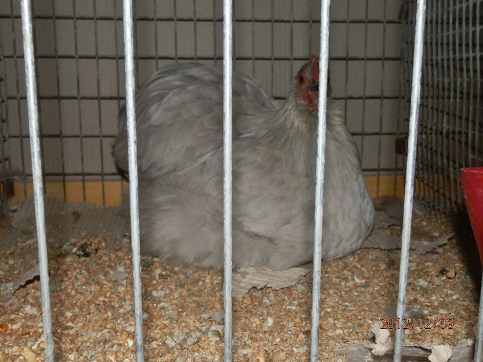 PC082708 - Copy - EXPOZITIE LEIPZIG 2012