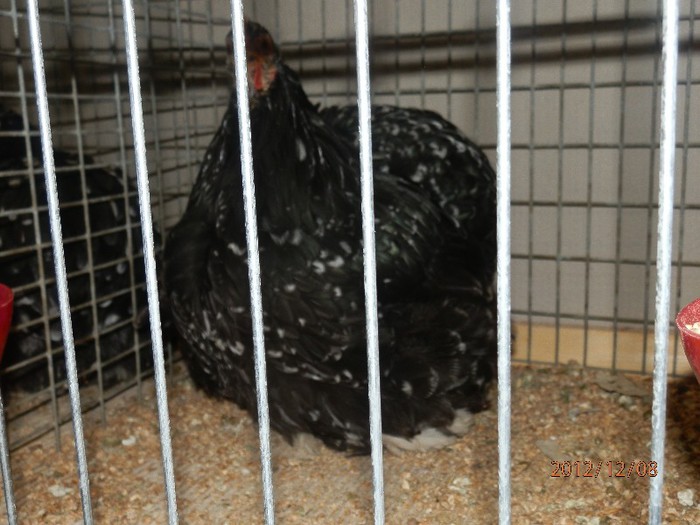 PC082714 - EXPOZITIE LEIPZIG 2012