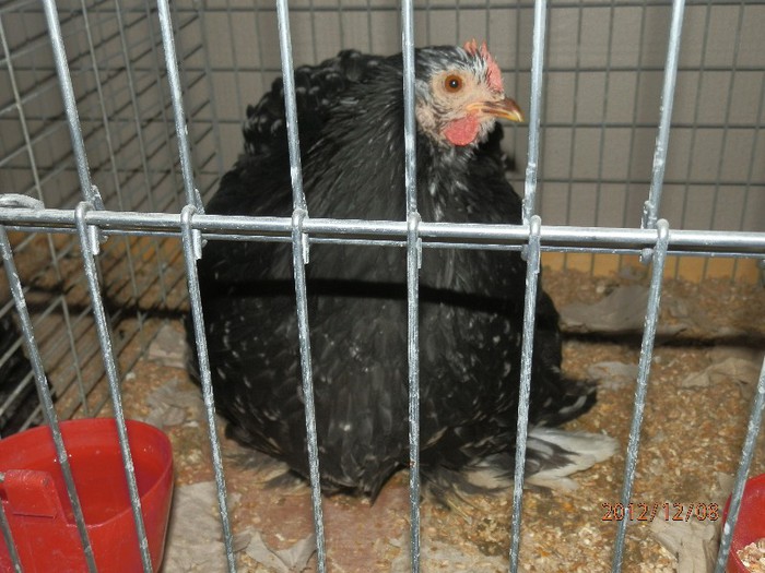 PC082715 - EXPOZITIE LEIPZIG 2012