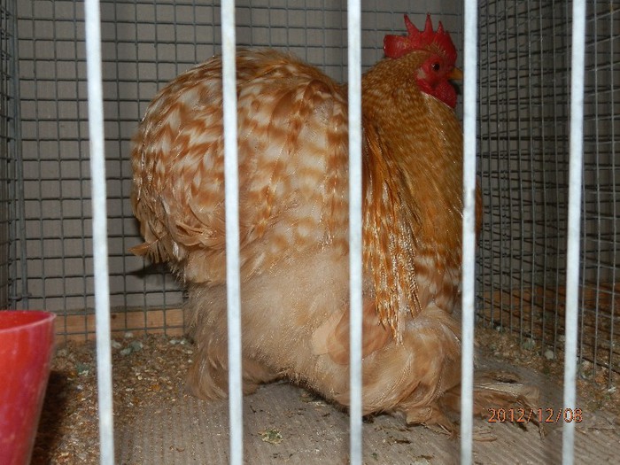 PC082722 - EXPOZITIE LEIPZIG 2012