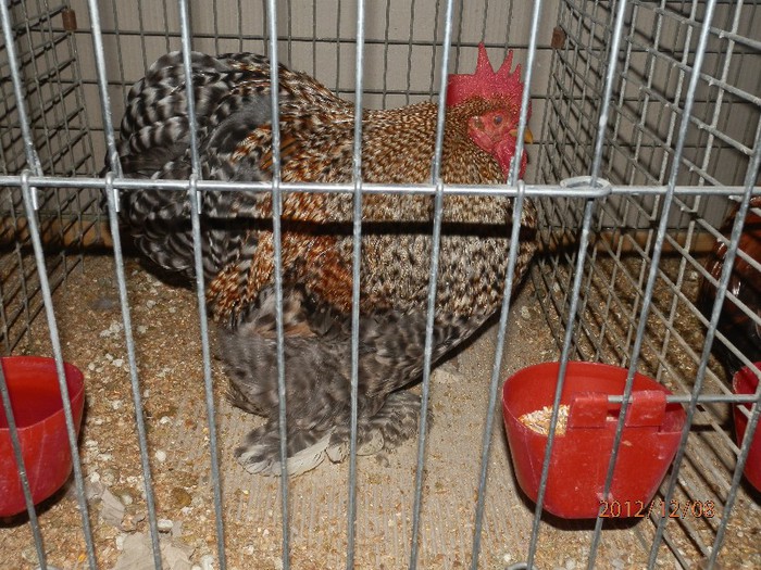 PC082723 - EXPOZITIE LEIPZIG 2012