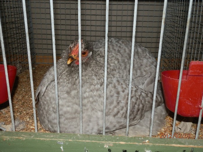 PC082724 - EXPOZITIE LEIPZIG 2012