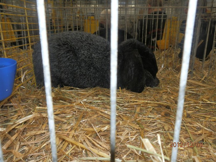 PC082836 - EXPOZITIE LEIPZIG 2012