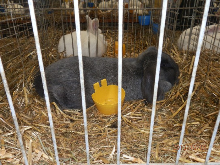 PC082837 - EXPOZITIE LEIPZIG 2012