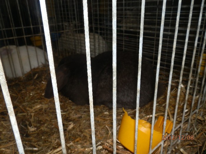 PC082838 - EXPOZITIE LEIPZIG 2012