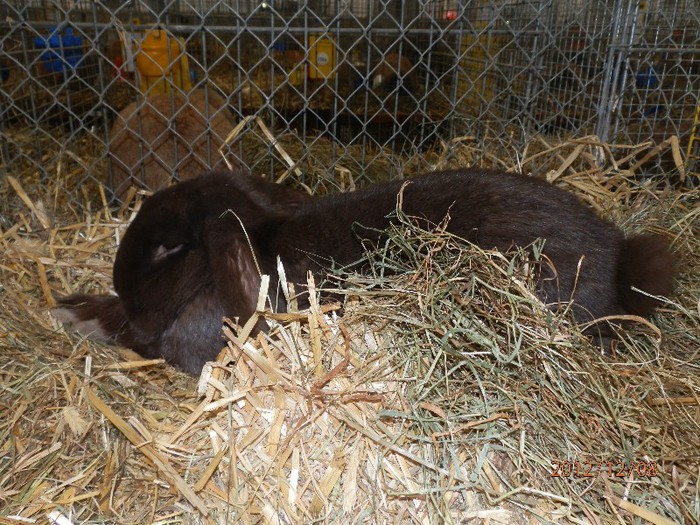 PC082842 - EXPOZITIE LEIPZIG 2012