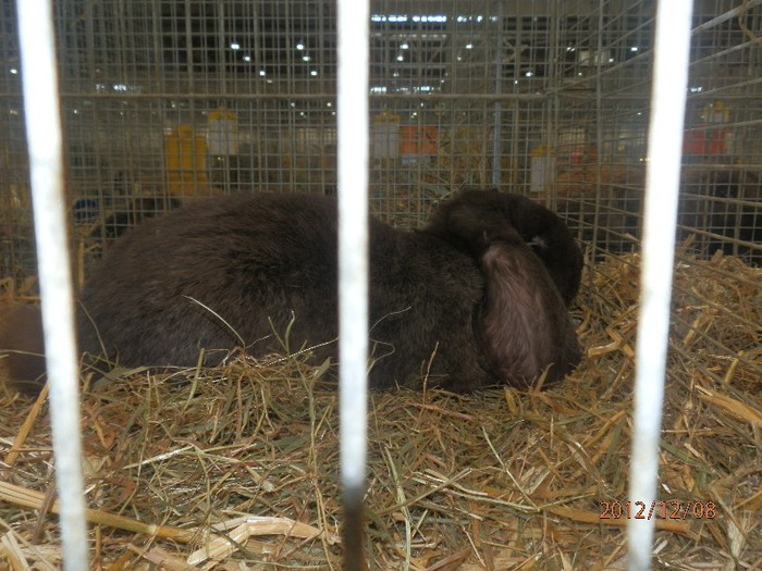 PC082843 - EXPOZITIE LEIPZIG 2012