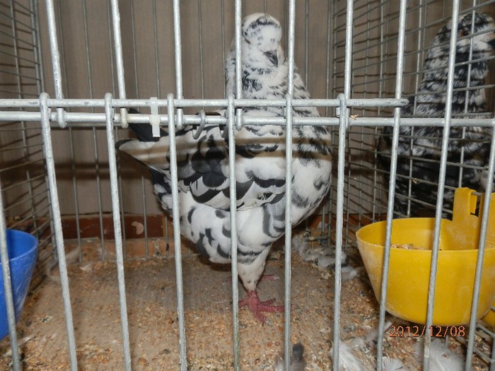 PC082877 - EXPOZITIE LEIPZIG 2012