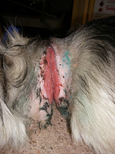 caine legat cu sfoara mai mult  timp