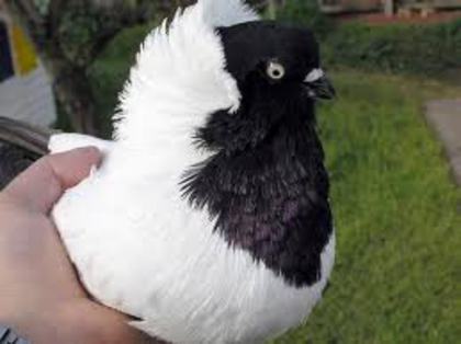 19913_nuns_fancy_pigeons_photo_1_big - Zburatori Nuni Germani