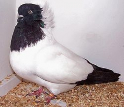 19913_nuns_fancy_pigeons_photo_2_big