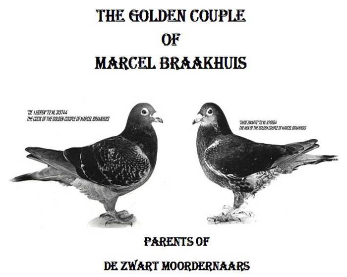 perechea de aur - porumbeii Marcel Brachuis