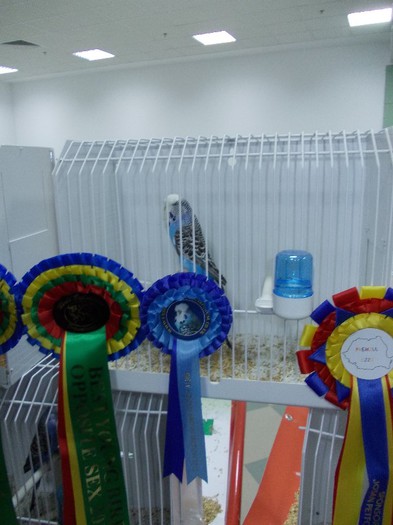 Pasarea mea - 5 EXPO-FOR-2012