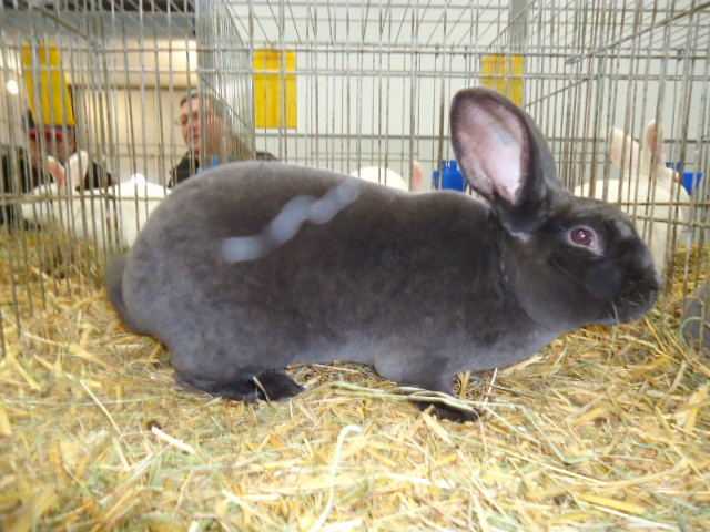 DSC02830 - Expo Germania Europeana EUROPASCHAU LEIPZIG 2012