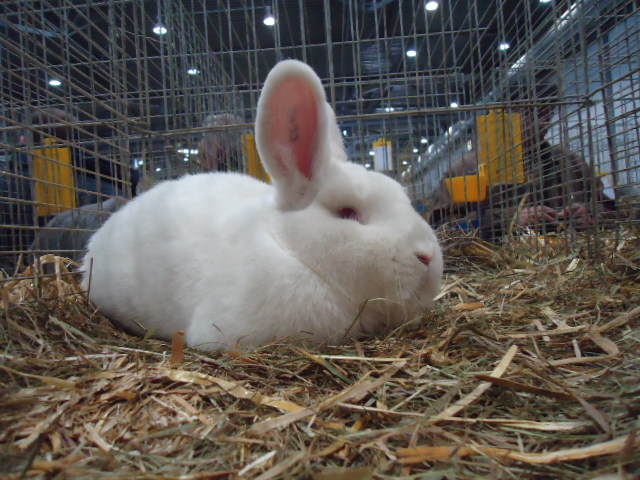 DSC02882 - Expo Germania Europeana EUROPASCHAU LEIPZIG 2012