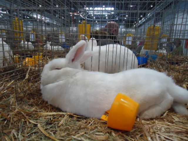 DSC02885 - Expo Germania Europeana EUROPASCHAU LEIPZIG 2012