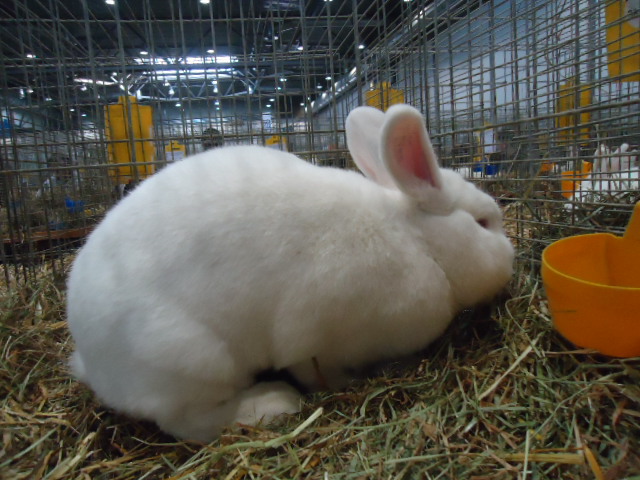 DSC02886 - Expo Germania Europeana EUROPASCHAU LEIPZIG 2012