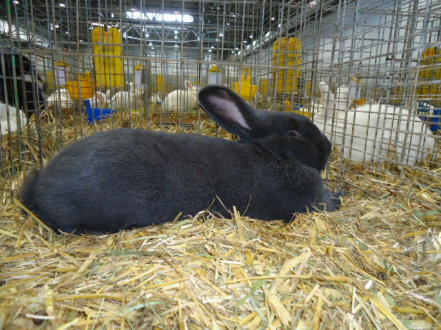 DSC02890 - Expo Germania Europeana EUROPASCHAU LEIPZIG 2012