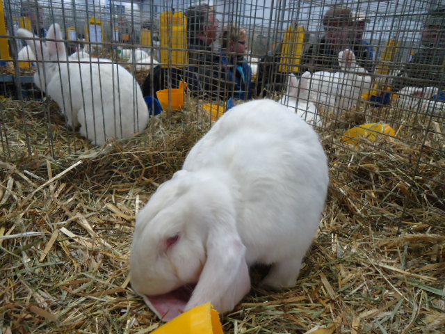 DSC02892 - Expo Germania Europeana EUROPASCHAU LEIPZIG 2012