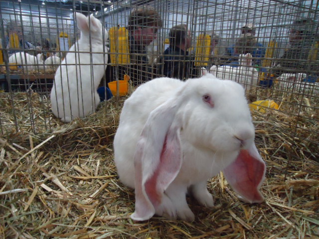 DSC02893 - Expo Germania Europeana EUROPASCHAU LEIPZIG 2012