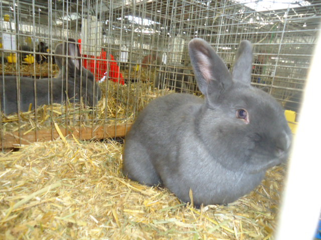 DSC02894 - Expo Germania Europeana EUROPASCHAU LEIPZIG 2012