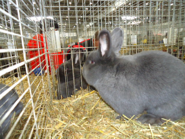 DSC02895 - Expo Germania Europeana EUROPASCHAU LEIPZIG 2012