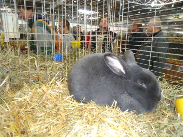 DSC02896 - Expo Germania Europeana EUROPASCHAU LEIPZIG 2012