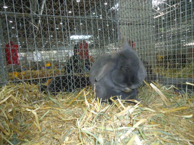 DSC02898 - Expo Germania Europeana EUROPASCHAU LEIPZIG 2012