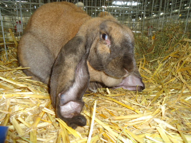 DSC02899 - Expo Germania Europeana EUROPASCHAU LEIPZIG 2012