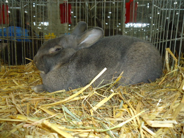 DSC02903 - Expo Germania Europeana EUROPASCHAU LEIPZIG 2012