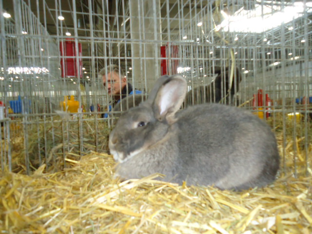 DSC02905 - Expo Germania Europeana EUROPASCHAU LEIPZIG 2012